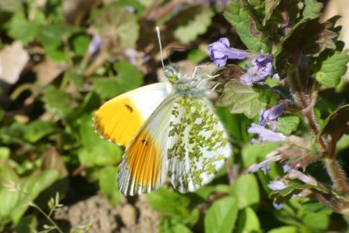 Réf. 278 540 : Anthocharis cardamines